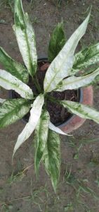 เดลีด่างหรือกวักด่างเป็นไม้มงคลเรียกทรัพย์ปลูกง่ายทนแดดทนแล้งดี