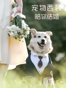 【Booming】 Whisker Two-Piece Tri-Color Tuxedo Dog Clothes Puppy Clothes Cat Clothes Pet Clothes Dog shirt Puppy shirt Cat shirt Pet shirt Dog Vest Puppy Vest Cat Vest Pet Vest Clothes For Dog Clothes For Cat Clothes For Pet Large Dog Big Dog Golden