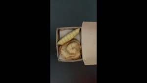 [PER 10 LEMBAR] Dus Kue 12.5cmx9.5cm [1/10] 250gr KRAFT Apa Kabar