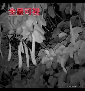 กล้องโทรทรรศน์ดิจิทัล อินฟราเรด 1080P HD มองเห็นที่มืด ซูมได้ สําหรับตั้งแคมป์ ล่าสัตว์ กลางแจ้ง