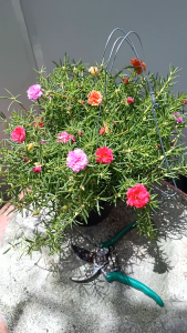 แพรเซียงไฮ ในกระถางแขวน 8 นิ้ว ส่งพร้อมลวดแขวน ต้นแพรเซียงไฮ ต้นแพรเซียงไฮ้ แพรเซียงไฮ้