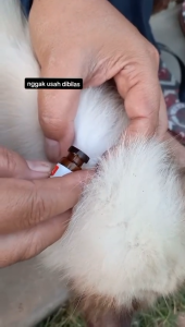 DETICK Obat Kutu Kucing 1ml 2ml Obat Kutu Tetes Anjing Kucing Hewan 0-10kg dan 10-20kg De Tick Original