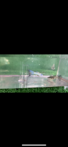 anak muda blue tail snake skin