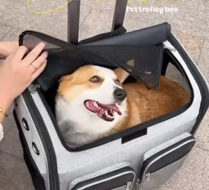 [SG STOCK] Pet Stroller Detachable Stroller Teddy Cat Dog Stroller Foldable lightweight dog cat stroller travel carrier pet cart