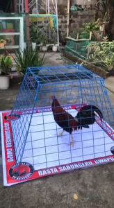 LIMBER MATTING FOR GAMEFOWL ROOSTER (4FTX4FT)