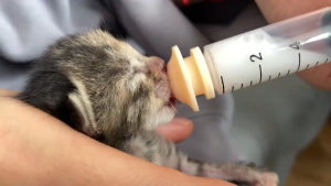 จุกนมลูกแมว จุกนมกระรอก ขวดนมลูกแมว จุกป้อนนมแมว จุกนมซิลิโคน สําหรับให้อาหารสัตว์เลี้ยง ไซริงค์ป้อนนมสัตว์ + จุกป้อนนม หลายขนาด