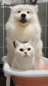 2 in 1 Pet Shampoo Dispenser＆Massage Comb Brush Pet Dog Grooming Shower Brush for Dogs Cats