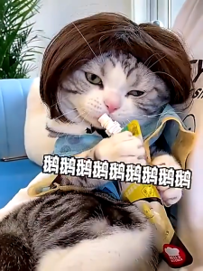 Topi Telinga Burger Untuk Anjing KucingTudung Burger Untuk Kucing Dan Anjing / Kostum Topi Hewan Kucing Anjing Lucu Unik Desain Burger  / Hiasan Kepala Lucu Untuk Kucing Dan Anjing