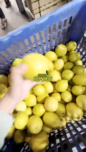 SUUR LEMOEN ID - Buah Jeruk Lemon California Super 1kg