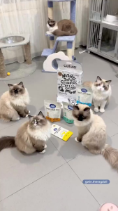 Cature Freeze Dried Meat - Snack Anjing Kucing