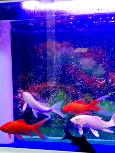 Batu Aerator Panjang Aerasi Gelembung Udara Aquarium Aquascape