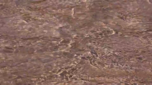 Clean Pure ระบบกรองน้ำใช้ WHB-BB103 ขนาด 10 นิ้ว (มาตรฐานการรับรอง NSF/ANSI 42)