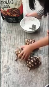 อาหารเต่า Mr.Uncle อาหารสำหรับเต่าบก เต่าซูลคาร์ต้า เต่าเสือดาว เต่าเรดฟุต เต่าอัลดาบรา