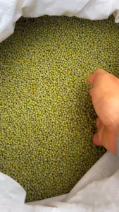 Đậu Xanh  hạt nhỏ dùng nấu chè làm bánh làm giá đỗ tốt cho sức khoẻ