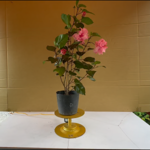 Cây Dâm Bụt Kép Hồng (Giống Mới) - Cây Cảnh Trồng Sân Vườn