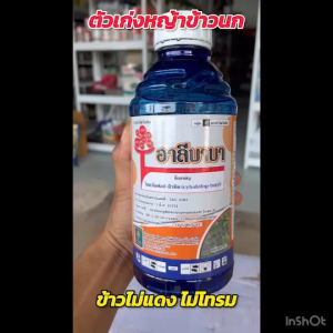 กำจัดวัชพืชในนาข้าว ยาเก็บหญ้าในนาข้าว ไซฮาโลฟอบ บิวทิล อาลีบาบา ซึ่งประเภทได้เรียบร้อย เช่น หญ้าข้าวนก และหญ้าดอกขาว