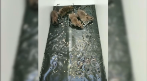 5pcs 47 Inch Ultra Large Mouse Glue(Super Strong Adhesion) Mouse TrapMouse GlueTraps StickyRat Trap That Work