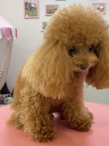 Lược slicker chải tạo bông và mát xa chuyên nghiệp Chris Christensen cho thú cưng loại bỏ lông rụng - Fairy Marina