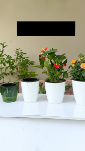 Chậu trồng cây thông minh tự tưới MONROVIA cho hoa cây cảnh decor nhà cửa văn phòng bàn làm việc