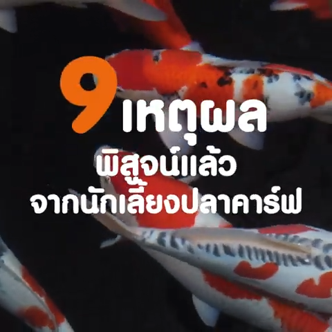 ฟรี 125g.ในถุง ตามตัวเลือก‼️อาหารปลาคาร์ฟ SAKURA KOI 1.25 kg. มี 6 สูตร ...