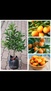 Cây tắc ngọt thái lan cây ăn trái trồng chậu thích hợp cho mọi nhà phố Minh Hân Garden