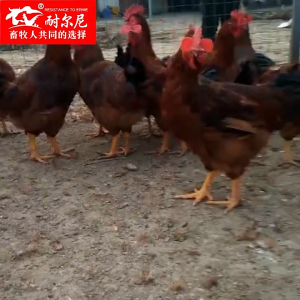 30Pcs Chicken Anti-pecking blinder spectacles Plastic Chicken glasses Anti-pecking poultry equipment