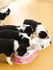 【300g】Pet Goats Milk Powder Pet Milk Replacer For Dog and Cat Supplementing nutrition