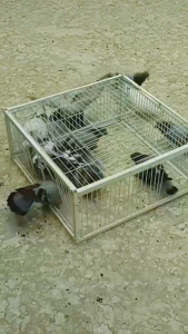 70*40*26cm(สี่ประตู) สินค้าอยู่ในไทย พร้อมส่ง เข้าได้แต่ออกไม่ได้ ช่องว่าง 1.8 ซม นกพิราบหนีไม่พ้น พร้อมช่องรับแสง