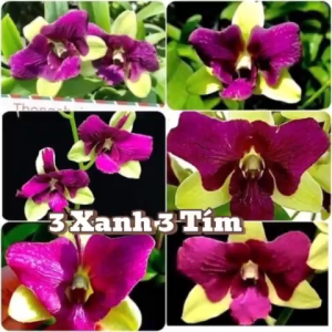 Dendro đột biến 3 hồng 3 xanh