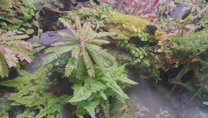Biophytum Sensitivum羞礼花/terrarium/ paludarium/Vivarium/Gardening/per plant