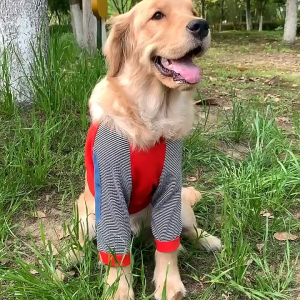 【Must-Have Gadgets】 Whisker Big Dog Clothes Summer Thin Style Anti-Linting Golden Retriever Labrador Elbow Joint Anti-Wear Pad Medium Large