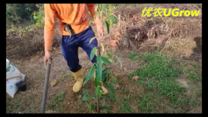 Anak Pokok Durian Udang Merah D175 红虾榴莲苗 Saping Durian D175 Red Prawn Hong Har