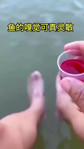 Essen Galatama Import Esen Merah Pemikat ikan 100 ml - Cairan Ajaib pengumpul ikan 100 ml