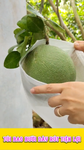 [ 25*30cm ]100 Cái Túi Vải Bao Trái Mận Bưởi  Xoài Nho Dưa Lưới ...Túi Bao Bọc Trái Cây