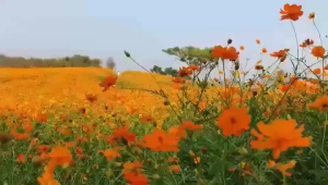 Hạt giống hoa cúc sao nhái vàng-gói 50gr-nãy mầm 100%-gieo trồng quanh năm