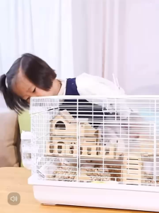 [60x32x39CM] [SG STOCK] Hamster Golden Bear Solid Wood Luxury Villa Removable Cleaning Convenient External Bathroom Fully Enclosed Small Pet Cage