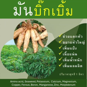 มันบิ๊กเบิ้ม 1 ลิตร ช่วยแตกหัว ระเบิดหัว ขยายหัวใหญ่ เพิ่มแป้ง เนื้อแน่น เพิ่มน้ำหนัก เพิ่มผลผลิต