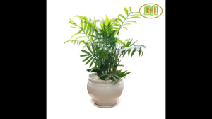 Chậu cây cau tiểu châm cây để bàn văn phòng làm việc Minh Hân Garden