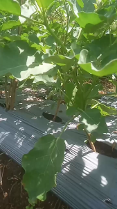 Benih Bibit Terong Lalap Hijau Bulat Manis Hijau MANYAR 10g cap You Seed