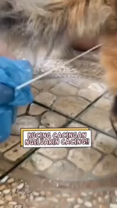 Obat Cacing Kucing Ampuh 60ml: Mengatasi Gangguan Pencernaan dan Basmi Cacing dalam Kitten
