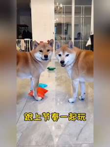 Paper Sound Toy Potato Chips Dog Toy Bite Dog Chew Toy Puppy Toy Pet Toy Pet Toys Dog Toys 狗狗玩具 宠物玩具