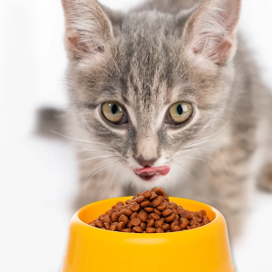 Bowl Dog Bowl Cat Bowl Feeding Food Water Drinking Bowl For Pet Dog Cat Puppy Pet Plastic Bowl