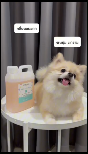 แชมพูหมา Bebelle (บีเบล) สูตรผิวแพ้ง่าย กลิ่นแป้งเด็ก | ขนนุ่ม ล้างง่าย | ใช้ได้ทั้งสุนัขและแมว | ขนาด 1 ลิตร