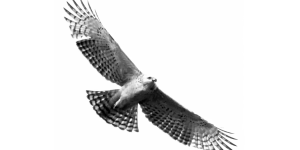 PChub | Dlink Aquila Pro AI M60 smart mesh router WiFi6 AX6000 1 pack covers up to 3000 sq ft