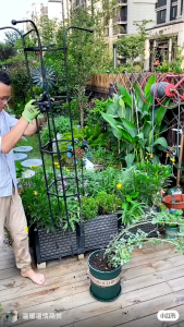 Assemble Umbrella Trellis Climbing Trellises for Roses & Vines