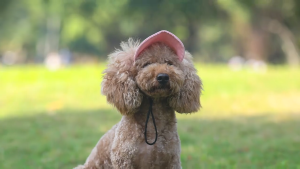 【Factory-direct】 Whisker FENGCY Dog Hats Mini Stylish Puppy Kitten Outdoor Summer Cat Baseball Cap