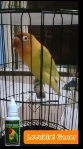Vitamin Doping Burung Lovebird: Doping Lovebird Konslet Ngekek, Vitamin dan Obat Gacor