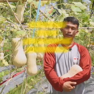 Benih Labu Waluh LABUMADU F1 Isi 50 Butir Cap Panah Merah