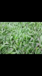 cỏ lá gừng   cỏ lá tre  bao 1m2  dùng trang trí sân vườn  cho gia cầm ăn