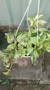 Trầu Bà Cẩm Thạch ( (hình cuối) Trồng Đất Thủy Sinh Giúp Hút Khí Độc Làm Không Khí Trong Lành